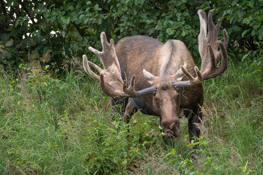 Moose , Anchorage, Alaska