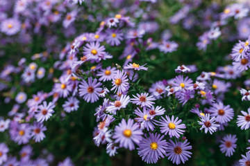 Obraz premium flower purple