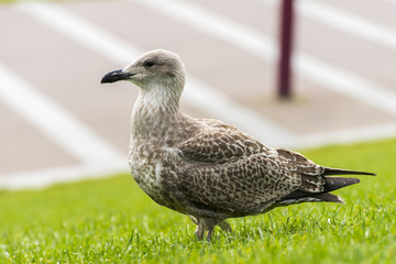 Seagull