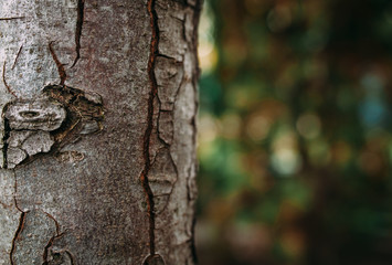 background wood