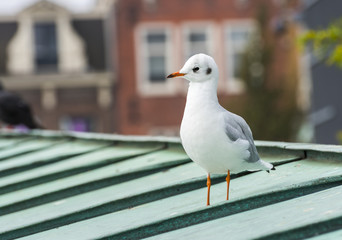 Seagull