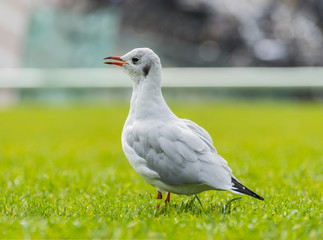 Seagull