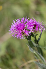 Centauree scabieuse (Centaurea scabiosa)
