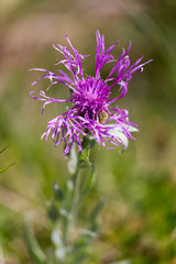 Centauree scabieuse (Centaurea scabiosa)