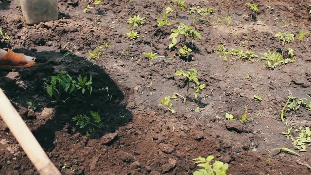 A woman farmer weeds the garden, cleans weeds around young green plants,Person chopping weeds with mattock. Working on a land plot. Outdoor weed raker garden soil grading.