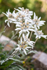 Edelweiss (Leontopodium alpinum)