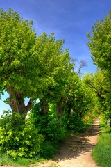 Weg durch alte Allee