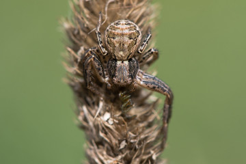 Xysticus cristatus crab spider on grass. Arachnid in the family Thomisidae, eating tiny spider prey, well camouflaged on grass