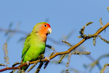 Fototapeta na wymiar Wild Peach-faced Lovebird perched on a tree branch. One bird from a wild colony that lives in Arizona.