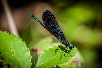 Ebony Jewelwing Damselfly perched on a leaf.