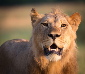 Subadult male lion