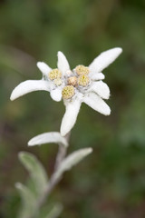 Edelweiss (Leontopodium alpinum)