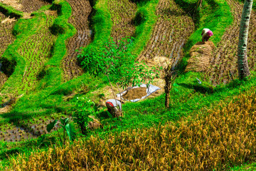 Local pedestrians working on rice fields