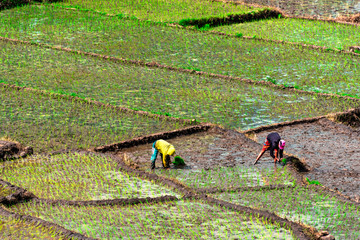 Planting the rice on the rice fields