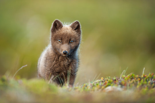 Curious Arctic Fox