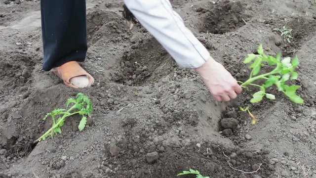 Woman is planting young tomato plants in the garden, watering them and digging in the earth