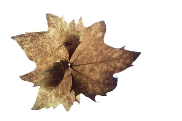 Hojas otoñales en fondo blanco