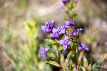 Obraz premium Gentiane des champs (Gentianella campestris)