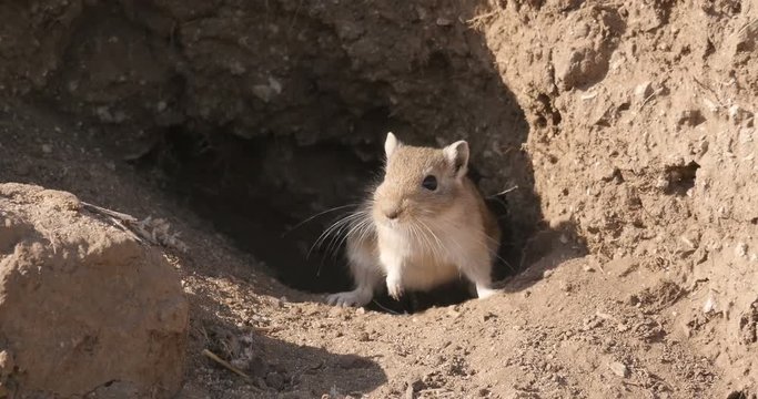Last mouse show before hibernation.