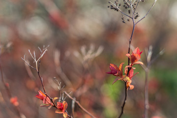 art abstract spring background or summer background