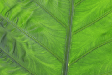 green leaf background