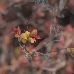 art abstract spring background or summer background