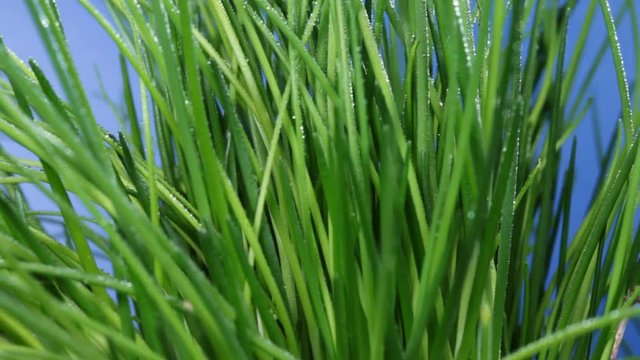 Fresh chives in pot - moving camera