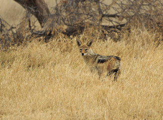 Jackal in the grass