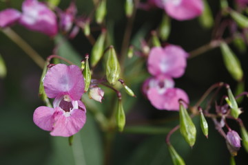 Fototapeta premium Drüsiges Springkraut (Impatiens glandulifera)