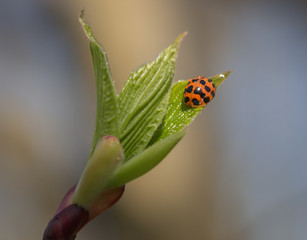 fresh morning dew and ladybird