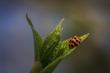 fresh morning dew and ladybird