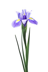 flor iris aislada en fondo blanco