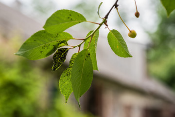 Colony on blackflies