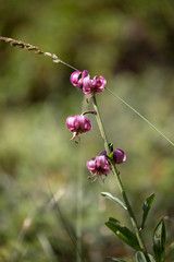Lis martagon (Lilium martagon)