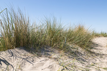 dune grass on the north sea beach