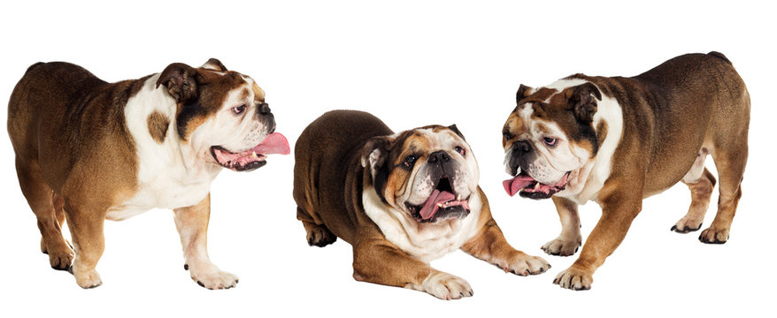 English Bulldog On White Background