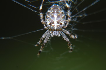 Spinne Nahaufname