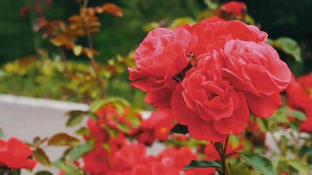 Pink roses in the Park, flower garden, tender roses growing in the garden