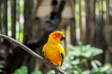 Small yellow parrot in a tropical forest on a Sunny day.