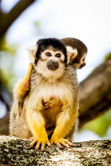 Saimiri jaune et son bébé