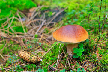 Porcini mushroom in the autumn forest.