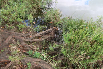 Tree roots on the riverbank