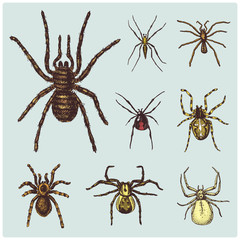 Spider or arachnid species, most dangerous insects in the world, old vintage for halloween or phobia design. hand drawn, engraved may use for tattoo, web and poison black widow, tarantula, birdeater