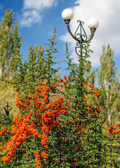 A red sea-buckthorn bush near the high lamppost. Background with autumn red berries and blue sky.
