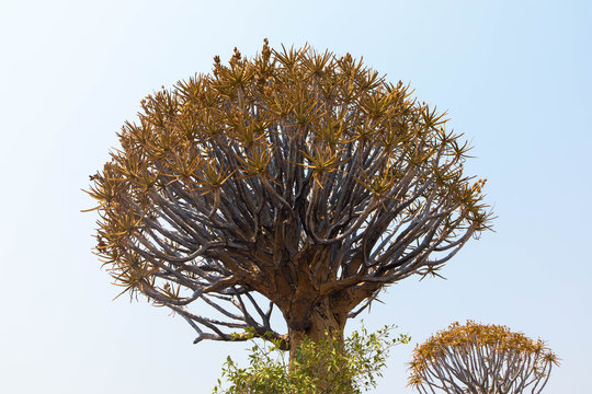 Baumkrone von K&ouml;cherbaum