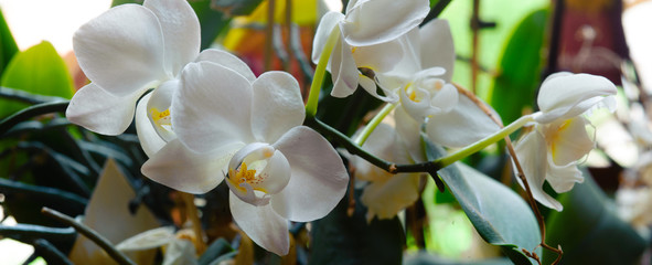panoramic closeup from a white orchid