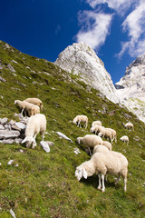 Sheep in mountains on mountain meadow, Triglav National park, Mangrt, Slovenia