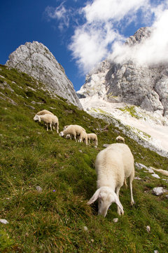 Flock of Sheep on mountain meadow -  pasture, Triglav National park, Mangrt, Slovenia