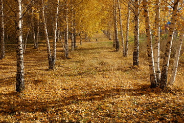 Березовая аллея в парке