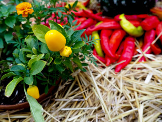 Heap Of Ripe Big Red Peppers At A Street Market, ripe red, green chili, autumn harvest
